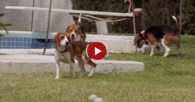 Beagle Freedom Project