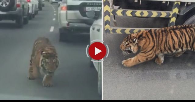 Tiger Gets Loose On A Doha Freeway In Qatar!