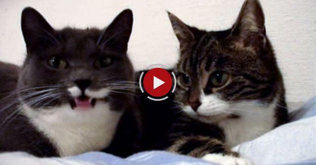 Two Cute Cats Talking To Each Other 