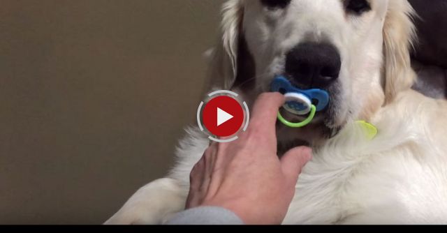 Dog Refuses To Give Up Pacifier