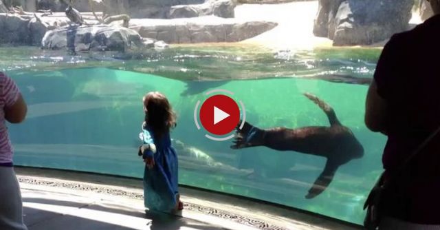 Sea Lion Worried About Little Girl ORIGINAL