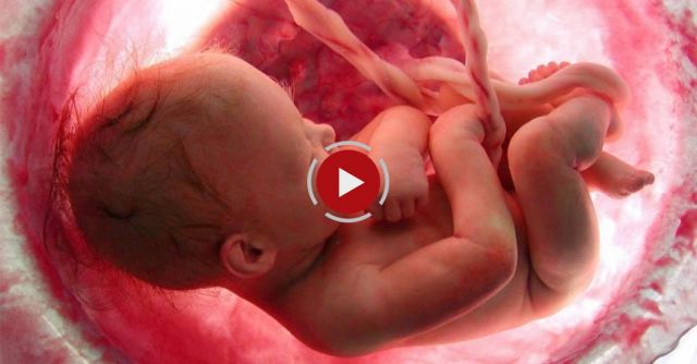 Life In The Womb 9 Months In Some 4+ Minutes