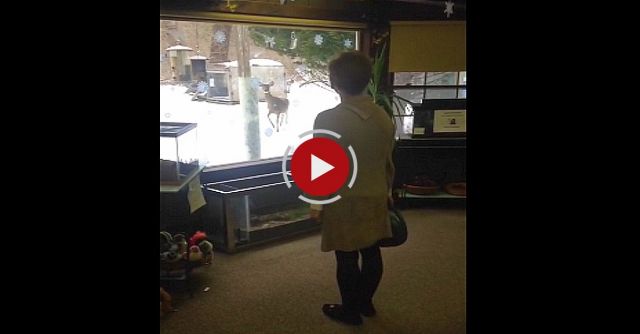 Wild Deer Copies Woman