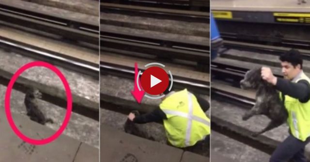 Subway Driver Saves Dog In Chile