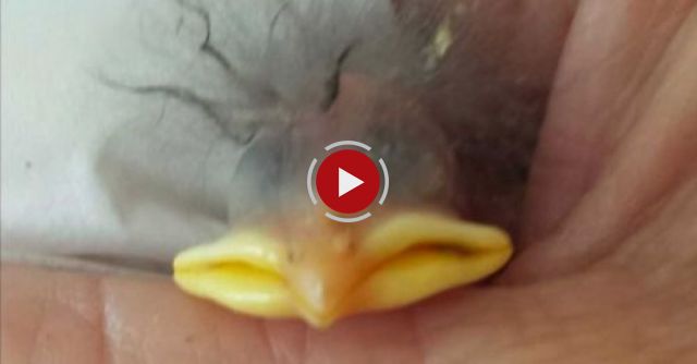 Klinger The Starling