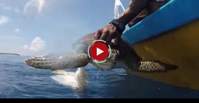 Baby Turtle Rescue, Maldives May 2015