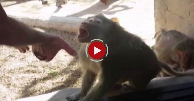 Baboon Is Amazed By Man's Magic Trick