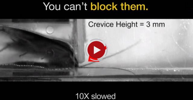 Watch: Cockroaches Survive Squeezing, Smashing, And More