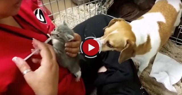 Dog Fostering Kittens Without Mother Cat