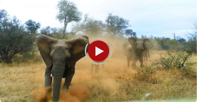 The Most Terrifying Elephant Video You've Ever Seen