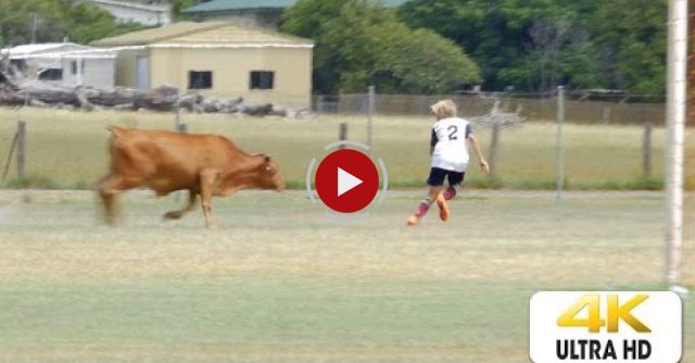Bull Attacks Soccer/Football Players On Field 