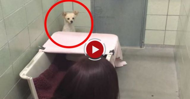 Reunion Of Momma And Puppies At The Marin Humane Society