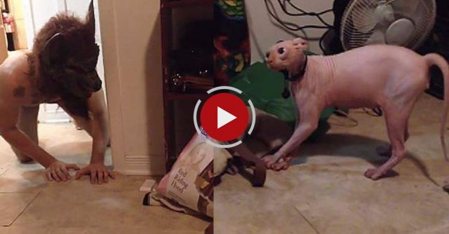 Smeagol Hates Halloween