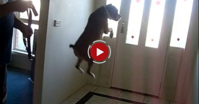 Boxer Excited To Go For A Walk