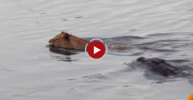Crocodile Attacks A Male Lion - Latest Wildlife Sightings