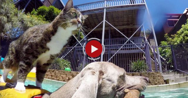 GoPro: Didga The Dog-Surfing Cat