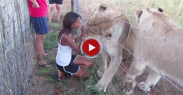 Life Changing Moments Spent With Lions At Cheetah Experience Bloemfontein