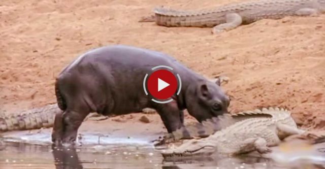 Hippo Licks Croc