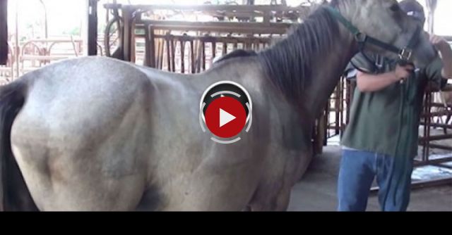 Pregnant Horse Rescued From Auction And Slaughter