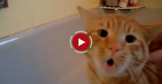 Cat Bath Freak Out -Tigger The Cat Says 'NO!' To Bath