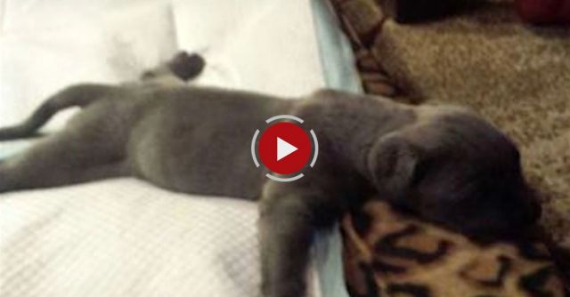 Breeder Was Going To Throw Out 