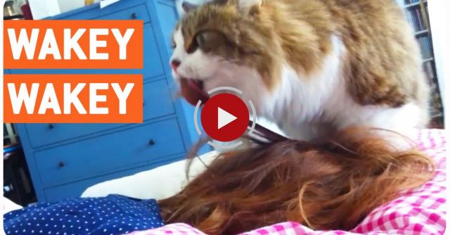 Cat Wakes Up Owner 