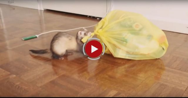 Ferret Helps Take Out The Trash
