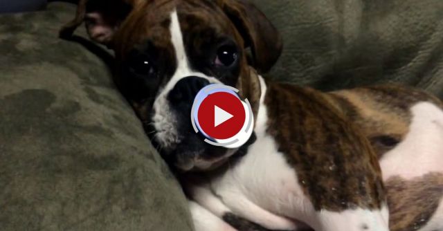 Boxer Loves Her Pacifier.