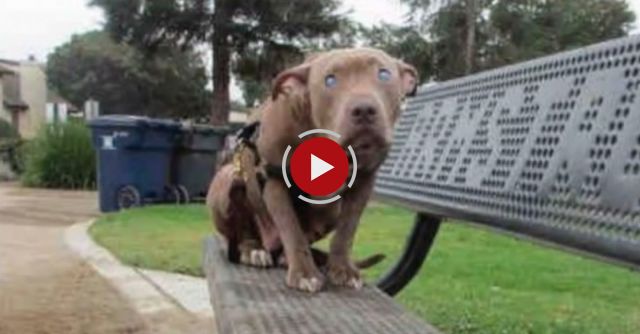 Blind Dog Left On A Park Bench Learns What Love Feels Like