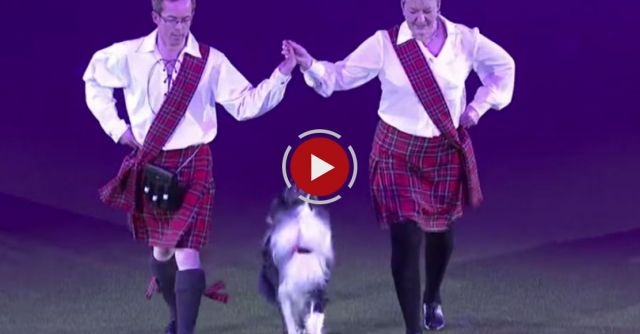Heelwork To Music - Mary Ray And Richard Curtis | Crufts 2014