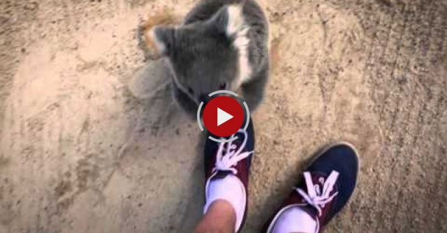 The Moment This Baby Koala Climbs Up And Cuddles Cameraman
