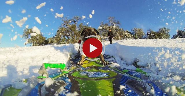 Cool Snowboarding Pug