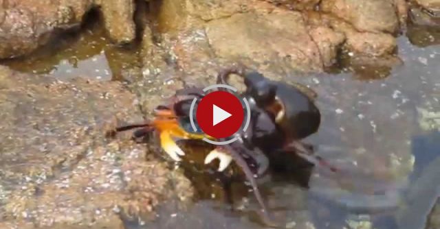 Octopus Gets Crabby In Yallingup