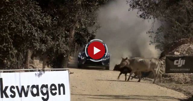 WRC Rally Guanajuato México 2016: Ogier-cow-incident