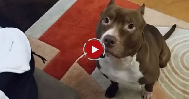 Pit Bull Diesel Knows How To Find Newborn Baby ( Find Ridley )