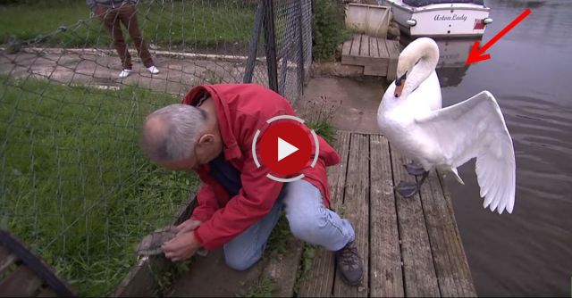 Cygnet Rescue - Simon Beaten Up By An Angry Swan