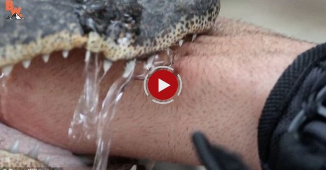  Man Lets Alligator Bite His Hand 