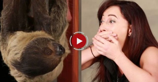 A Girl Obsessed With Sloths Gets Surprised With A Sloth