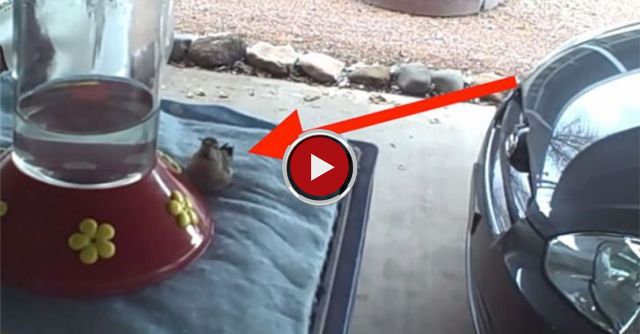 For The Love Of Hummingbirds...