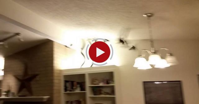 Flock Of Birds Take Over Man’s House