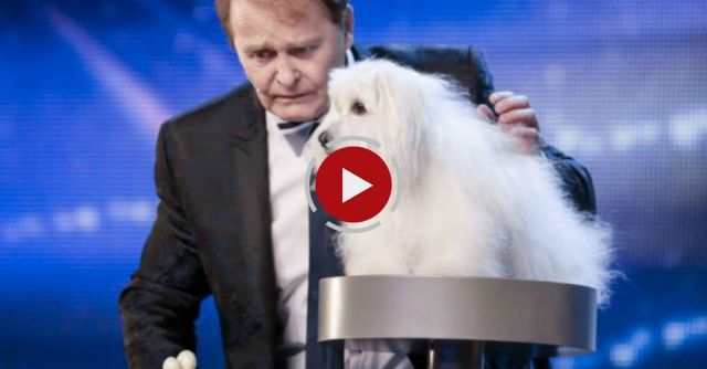 Talking Dog On Britain's Got Talent
