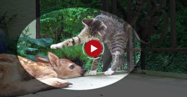 Kitten And A Deer