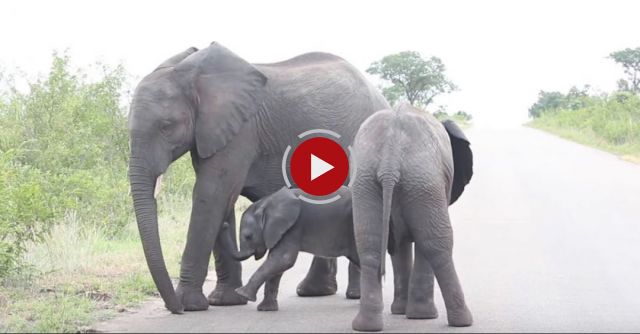 Baby Elephant = Cuteness Overload