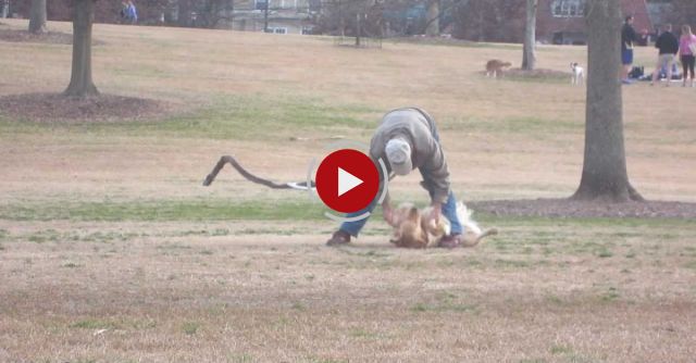 Lazy Golden Doesn't Want To Leave The Park