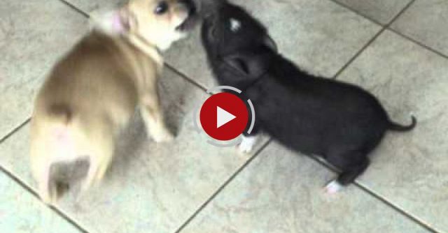 Mini Pig And Puppy.