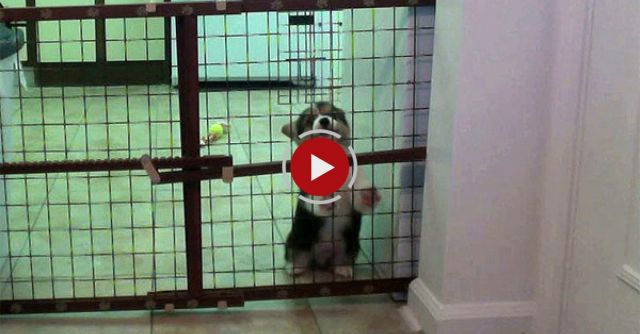 Cute Corgi Escape: Puppy Breaks Down Dog-Proof Gate