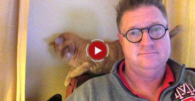 Cat And Dog Interrupt Owner's Sunday Morning