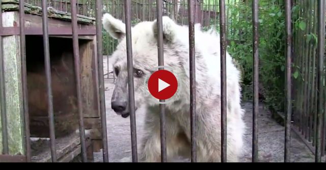 Rescued Bear's Shocking Transformation