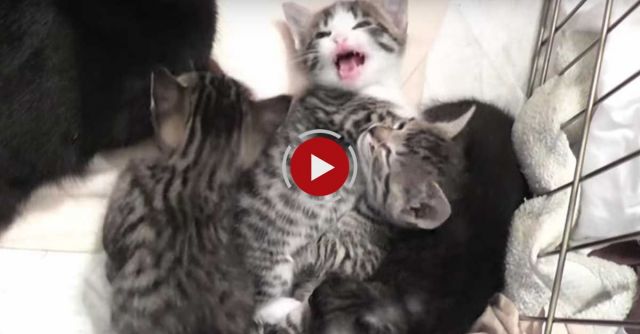 Kitty Cate Talks To Her Kittens