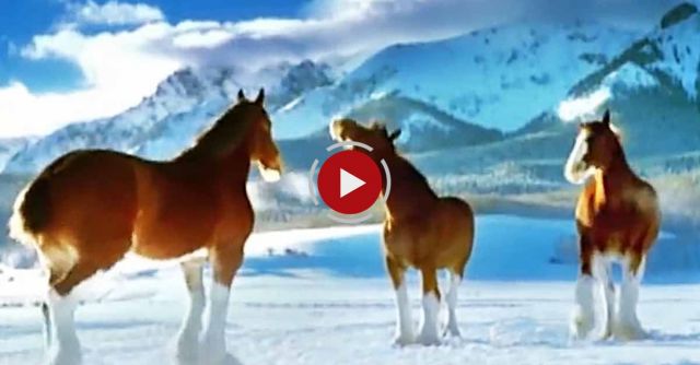Budweiser Clydesdale Horses Snowball Fight